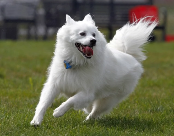 American Eskimo Dog